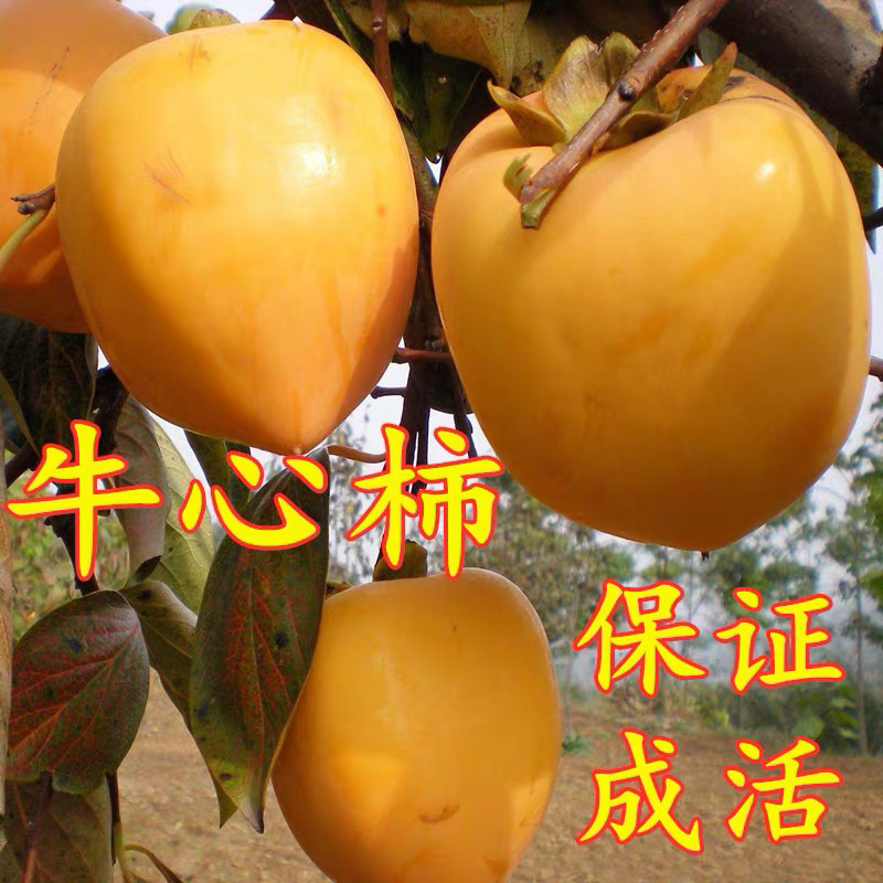 牛心柿嫁接柿子苗现挖现卖包成活包结果死苗免补补发