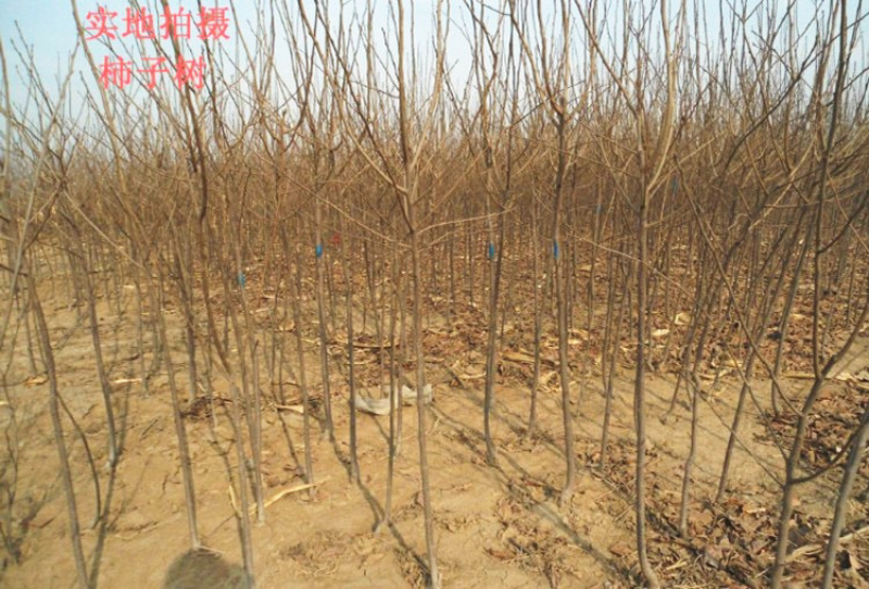 牛心柿嫁接柿子苗现挖现卖包成活包结果死苗免补补发