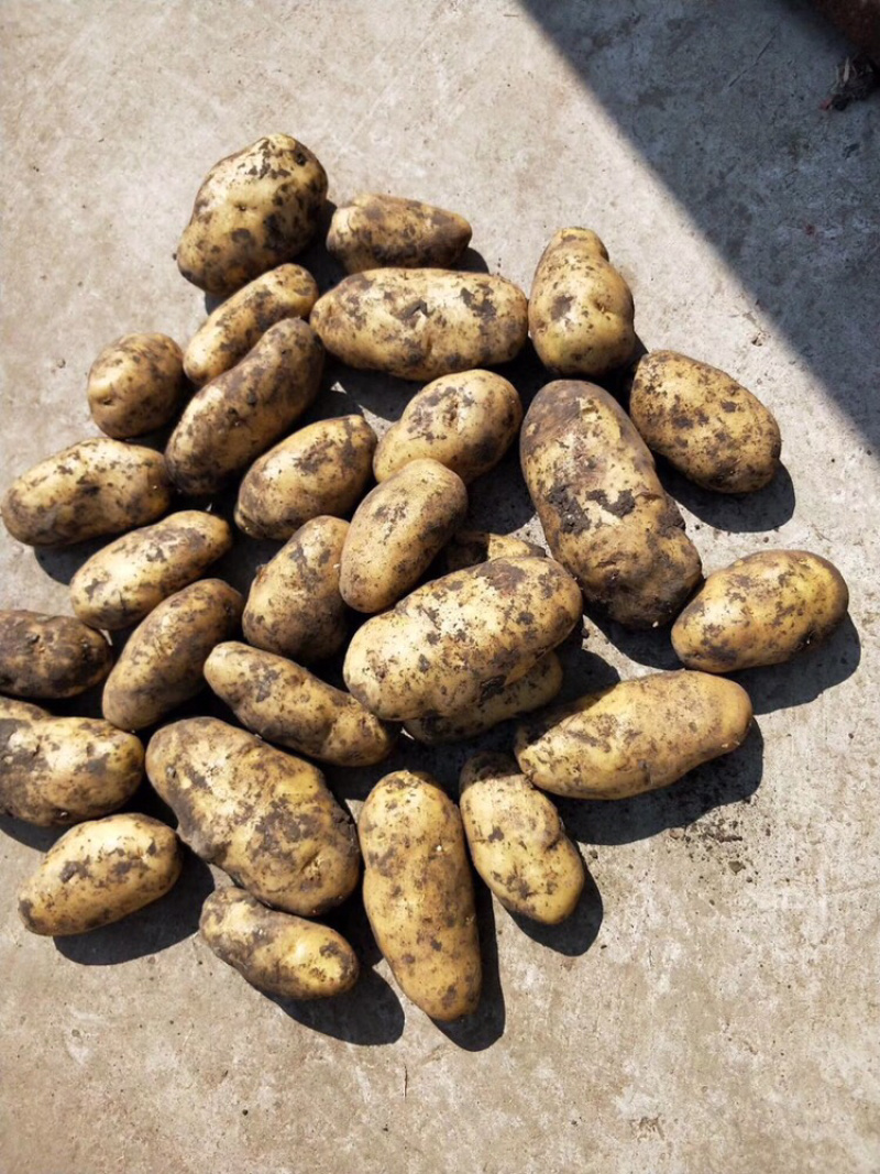 围场土豆大量上市，价稳质优，基地直发，荷兰希森