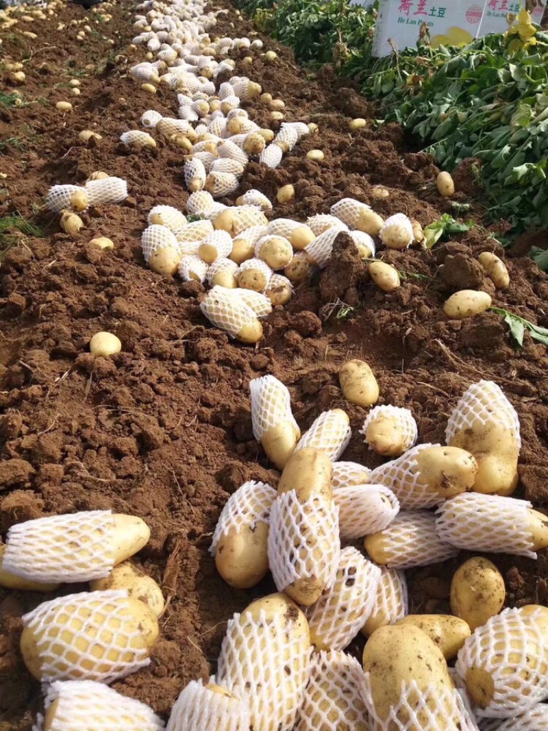 围场土豆大量上市，价稳质优，基地直发，荷兰希森