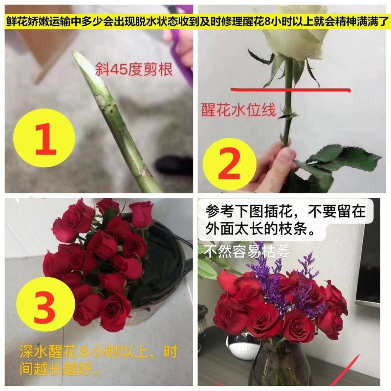 山东玫瑰基地直发一扎18支送两支防损包邮新鲜采摘发货