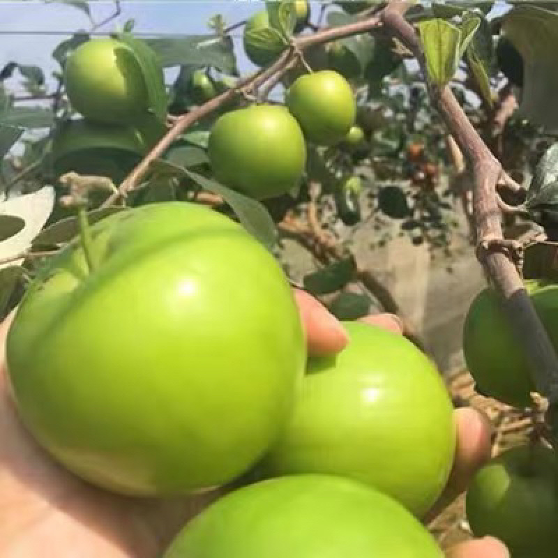 台湾大青枣嫁接枣树苗基地直销现挖现卖保证品种