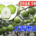 台湾大青枣嫁接枣树苗基地直销现挖现卖保证品种