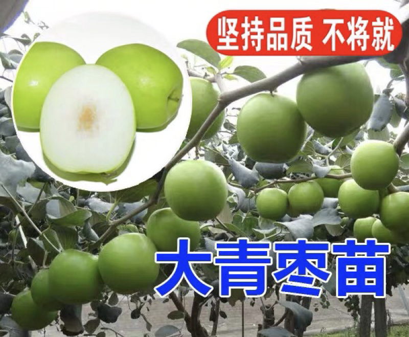 台湾大青枣嫁接枣树苗基地直销现挖现卖保证品种
