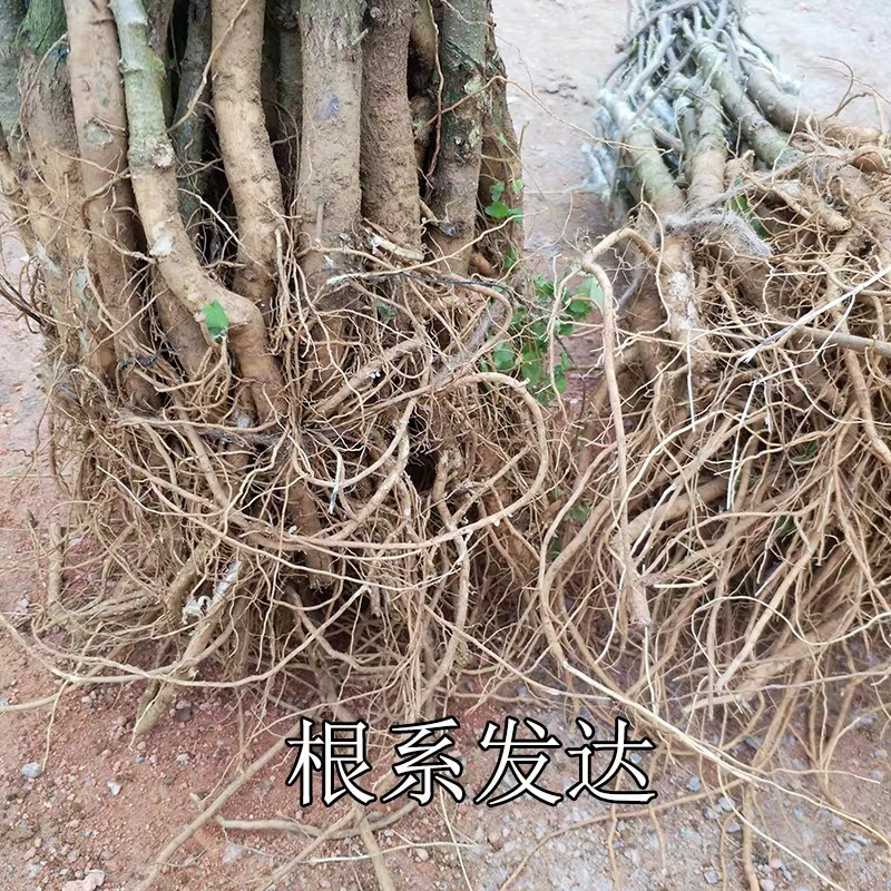 台湾大青枣嫁接枣树苗基地直销现挖现卖保证品种