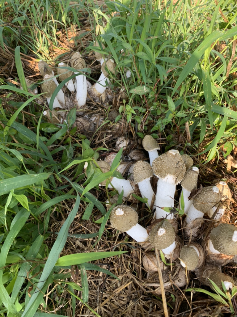 高山上的竹荪上市了，快看过来
