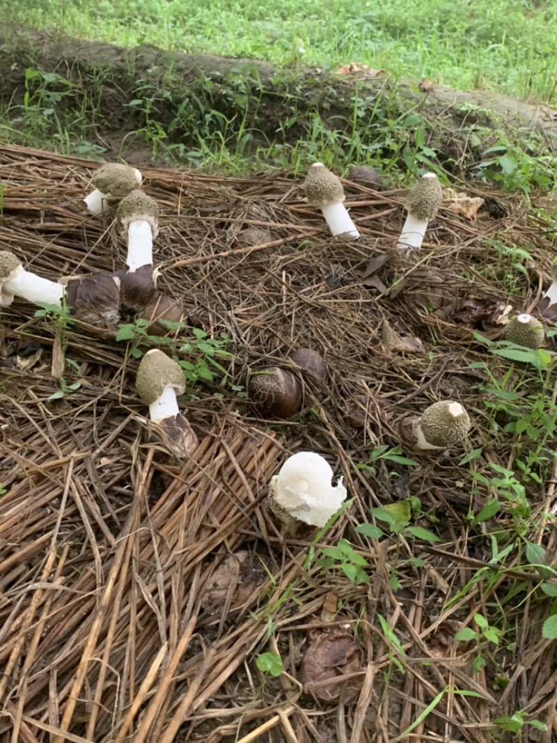 高山上的竹荪上市了，快看过来