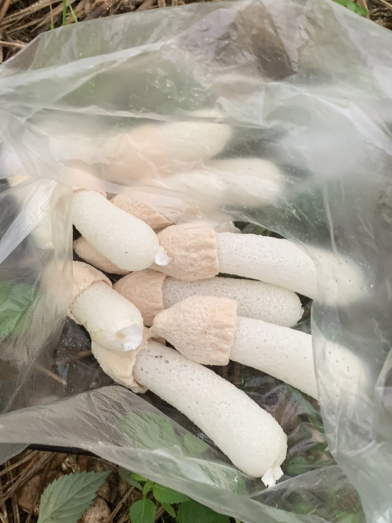 高山上的竹荪上市了，快看过来