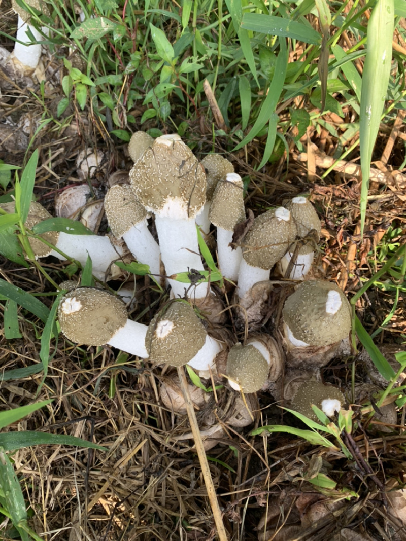 高山上的竹荪上市了，快看过来