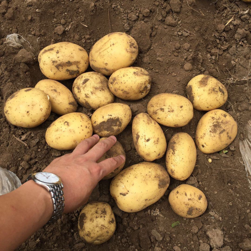 黄心土豆白心土豆发全国226荷兰希森v7、709