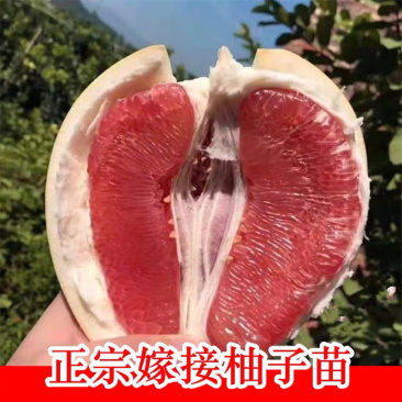 红心柚嫁接苗基地直销现挖现卖包成活包结果