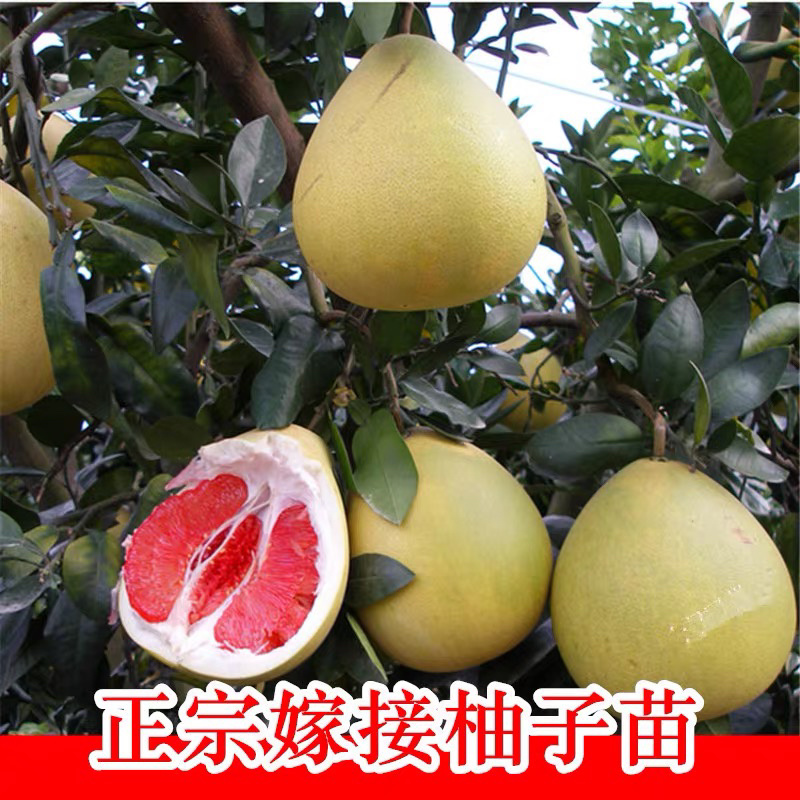 红心柚嫁接苗基地直销现挖现卖包成活包结果