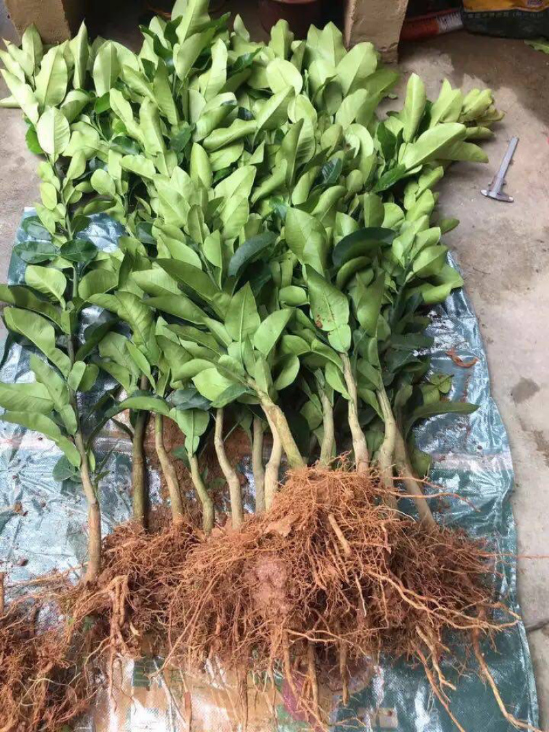 红心柚嫁接苗基地直销现挖现卖包成活包结果