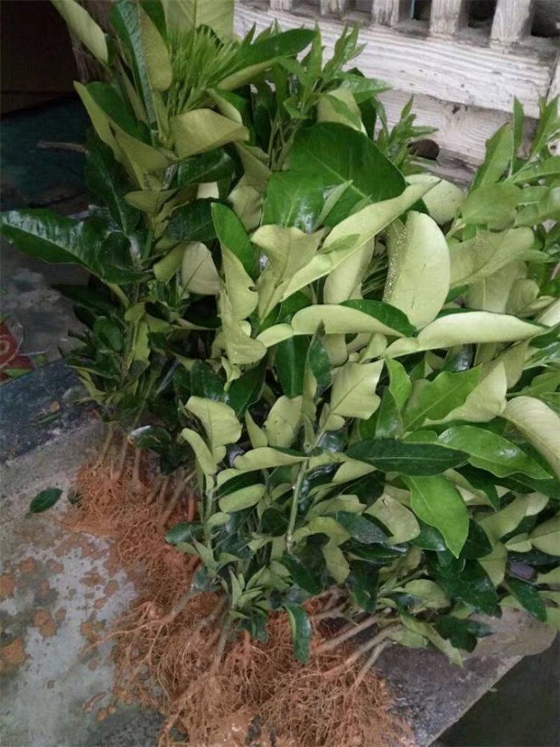 红心柚嫁接苗基地直销现挖现卖包成活包结果