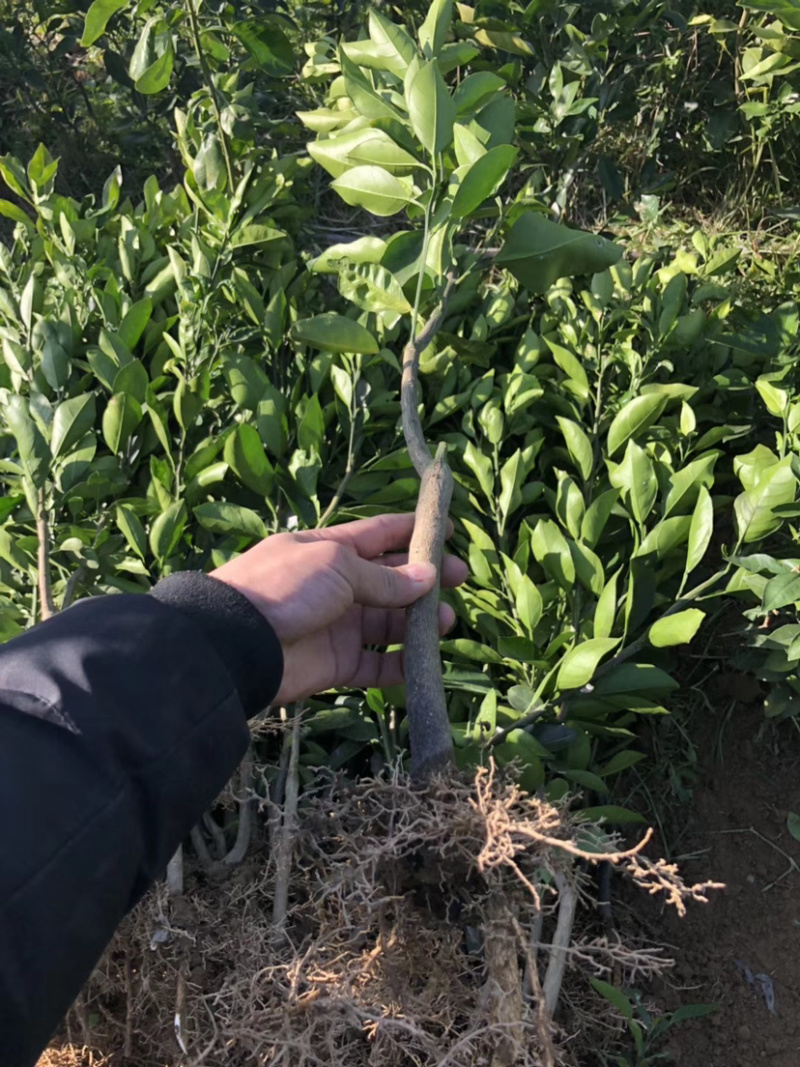 红心柚嫁接苗基地直销现挖现卖包成活包结果