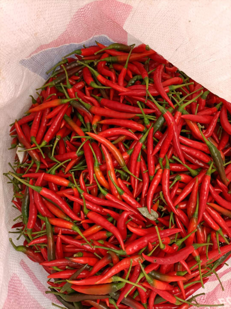 朝天椒，硬度好，刚上市，欢迎老板大量采购