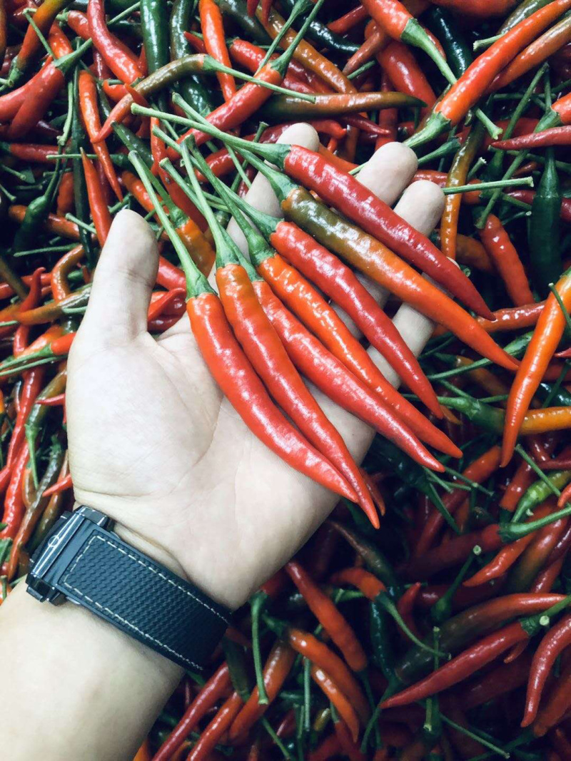 朝天椒，硬度好，刚上市，欢迎老板大量采购