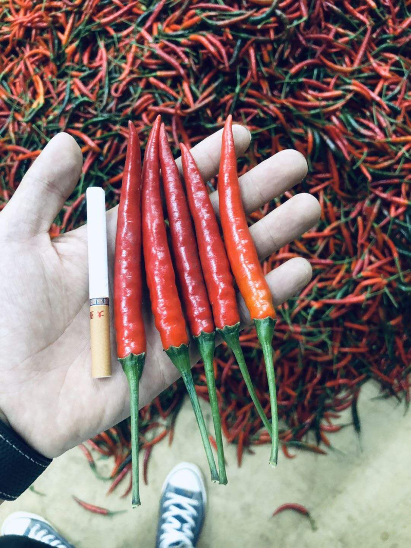 朝天椒，硬度好，刚上市，欢迎老板大量采购