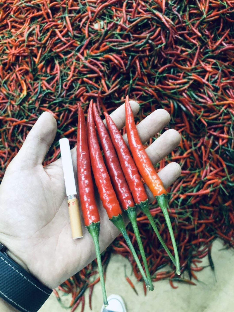 朝天椒，硬度好，刚上市，欢迎老板大量采购