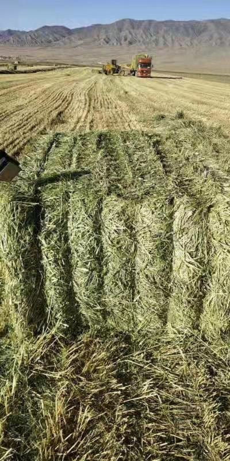 新鲜燕麦草2026年头茬燕麦草批发甘肃燕麦草种植基地燕麦
