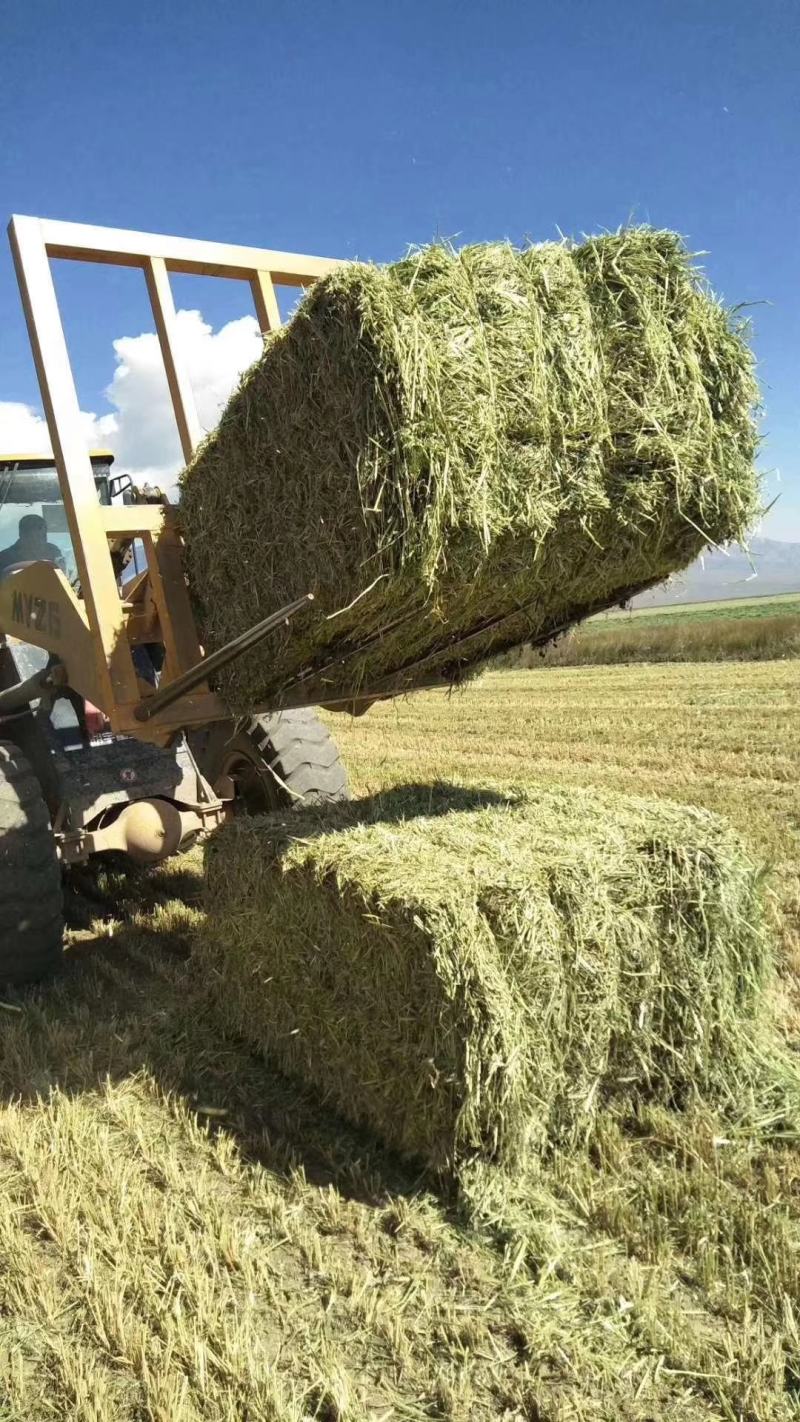 新鲜燕麦草2026年头茬燕麦草批发甘肃燕麦草种植基地燕麦