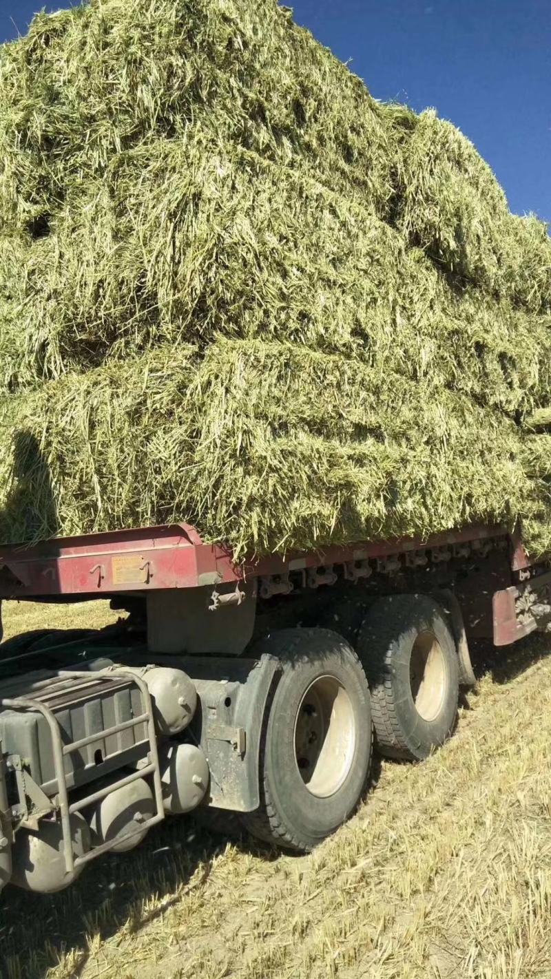 新鲜燕麦草2026年头茬燕麦草批发甘肃燕麦草种植基地燕麦