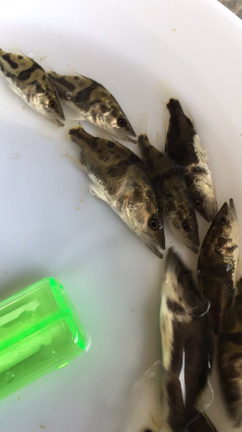桂鱼苗桂花鱼苗抗病毒饲料桂鱼苗+自孵水花