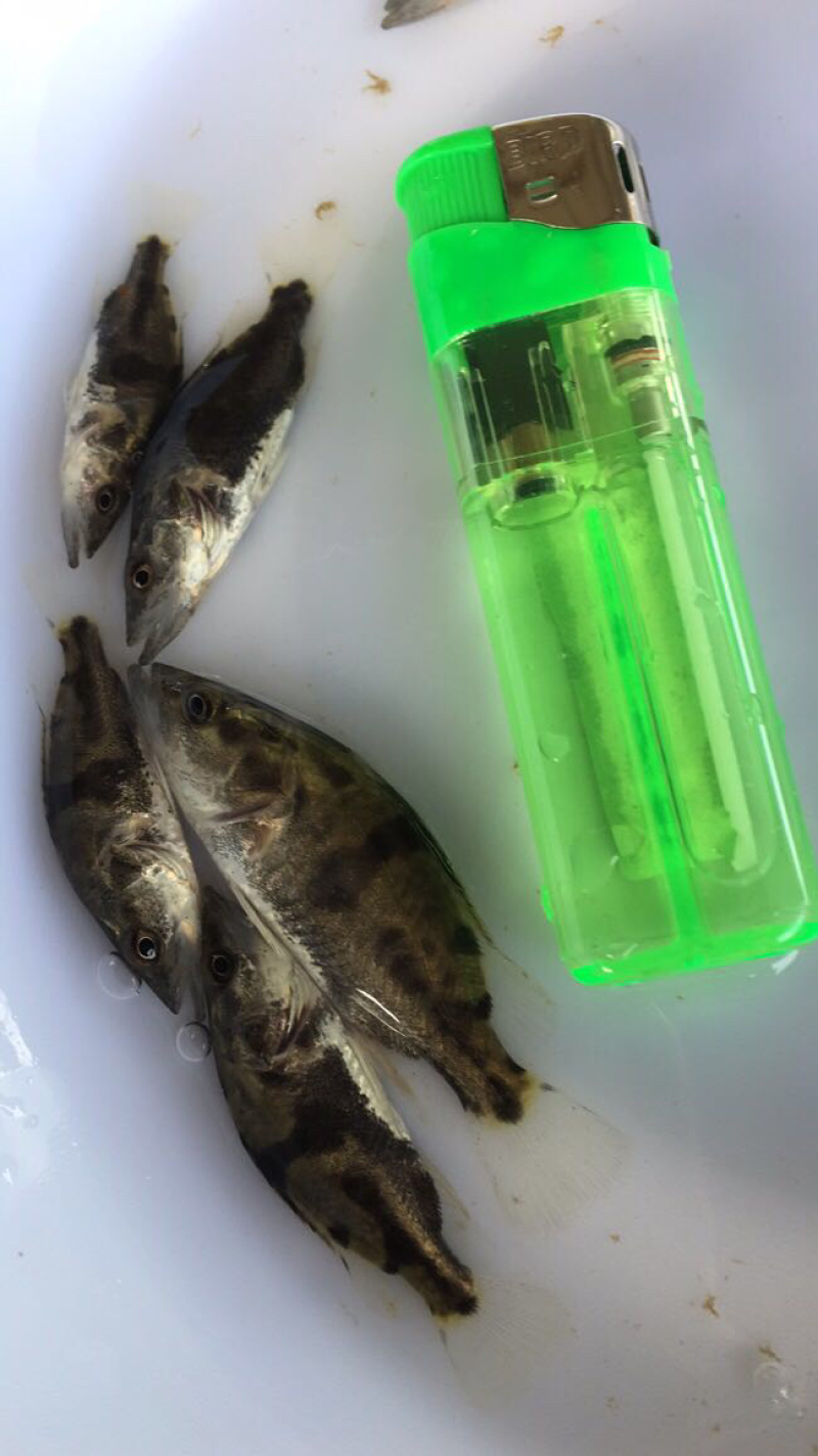 桂鱼苗桂花鱼苗抗病毒饲料桂鱼苗+自孵水花