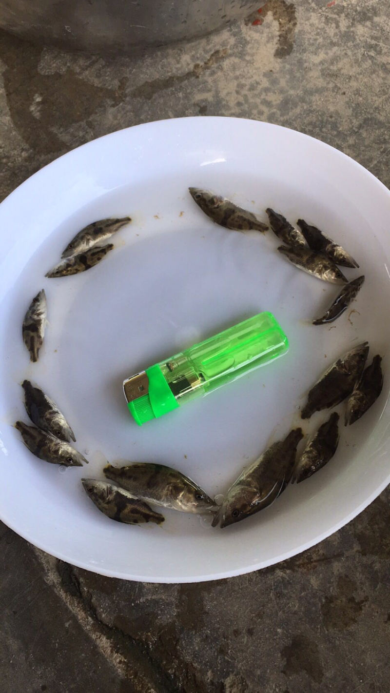 桂鱼苗桂花鱼苗抗病毒饲料桂鱼苗+自孵水花
