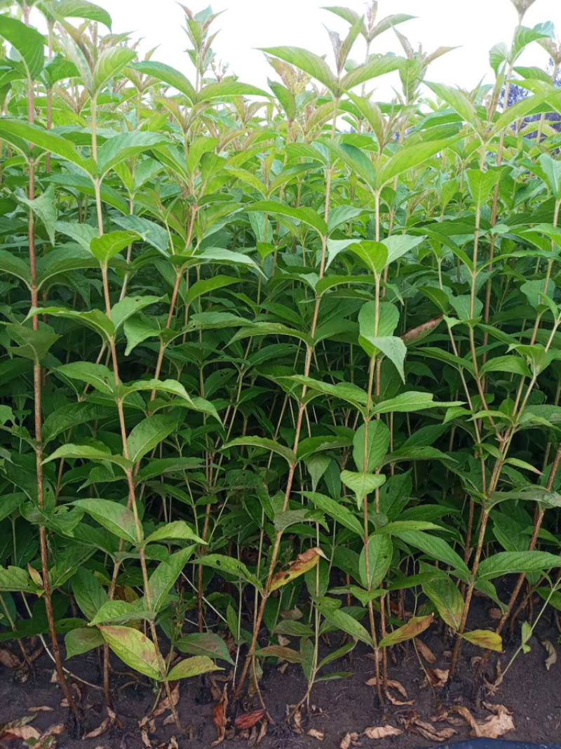 红王子锦带基地直销低价处理欢迎前来考察