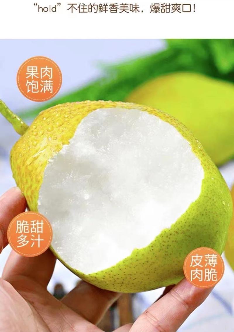 河南鲁山二百多亩红香酥梨甘、醇、甜，皮薄，无渣，梨核小！