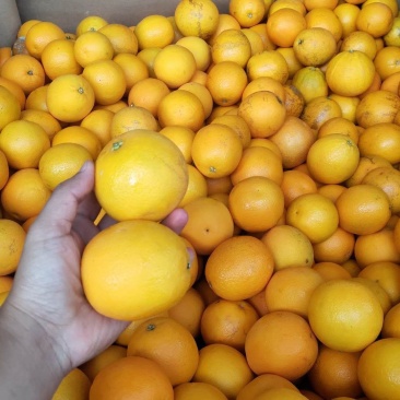 南非榨汁橙框装加工橙电商主推橙南非蜜奈橙