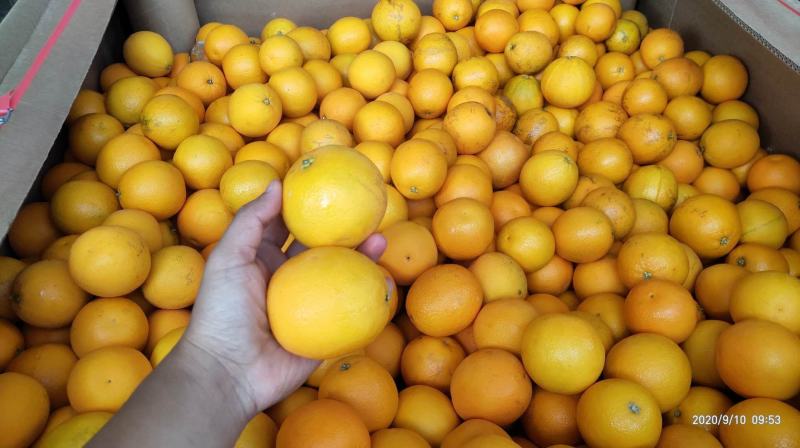 南非榨汁橙框装加工橙电商主推橙南非蜜奈橙