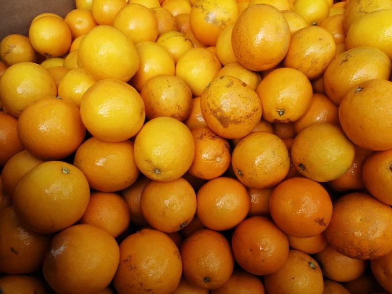 南非榨汁橙框装加工橙电商主推橙南非蜜奈橙