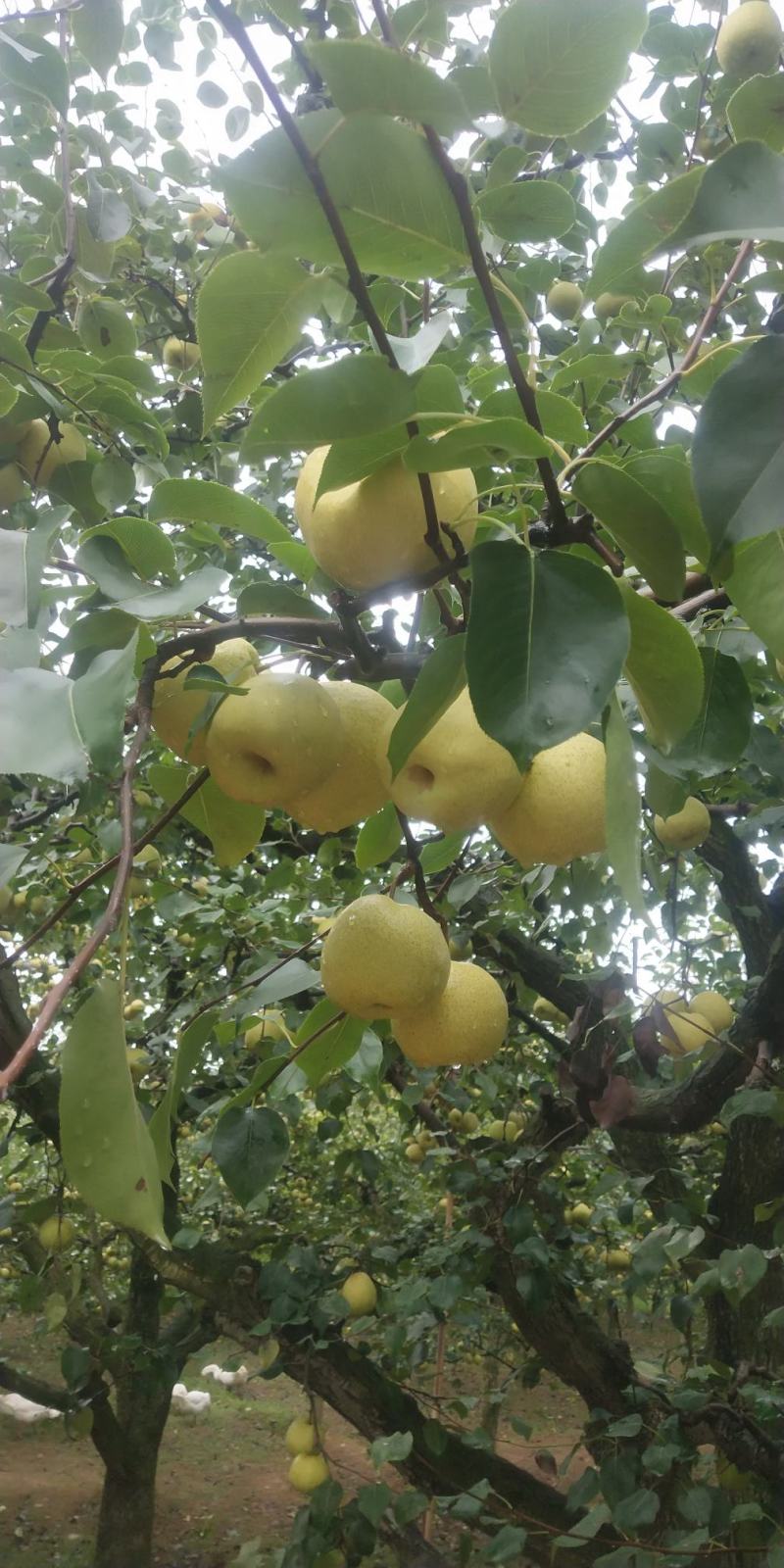 宁陵金顶谢花酥梨，皮薄多汁甜度高无渣，一件包邮，坏果包赔