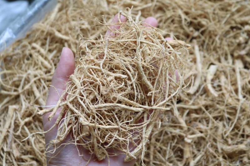 广西金边灵芝切片香味很浓批发代发送礼礼盒