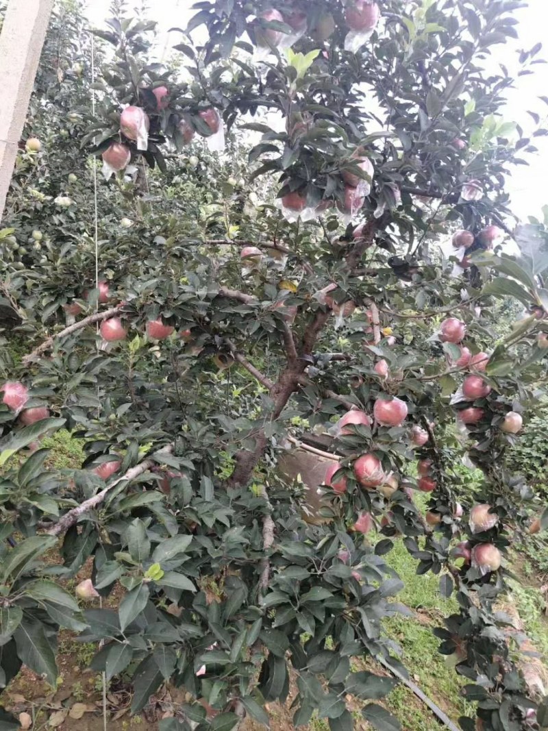 山东临沂苹果产地直销货源充足价格便宜了优质苹果大量