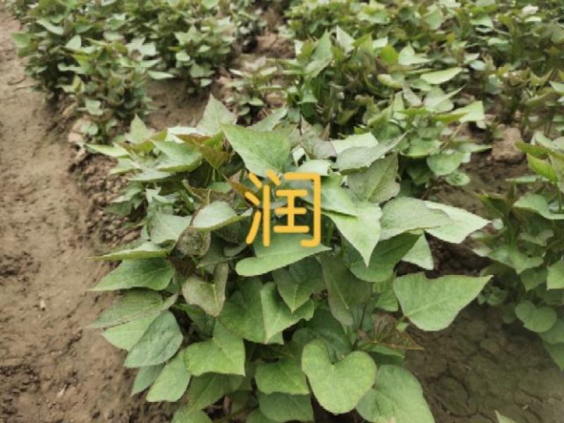 开封市尉氏县惠禾润脱毒红薯苗规模式繁育基地西瓜红薯苗