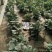 开封市尉氏县惠禾润脱毒红薯苗规模式繁育基地西瓜红薯苗