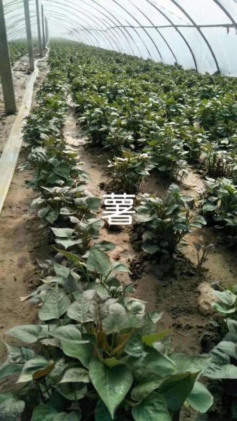 开封市尉氏县惠禾润脱毒红薯苗规模式繁育基地西瓜红薯苗