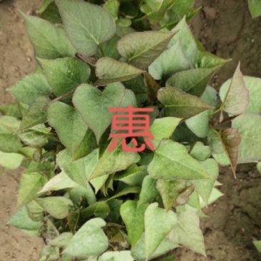 开封市尉氏县惠禾润脱毒红薯苗规模式繁育基地西瓜红薯苗