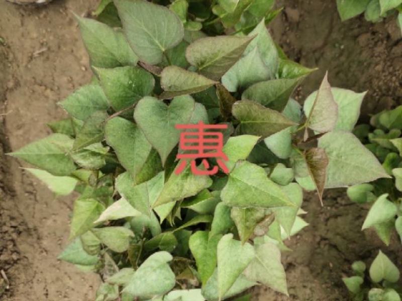 开封市尉氏县惠禾润脱毒红薯苗规模式繁育基地西瓜红薯苗