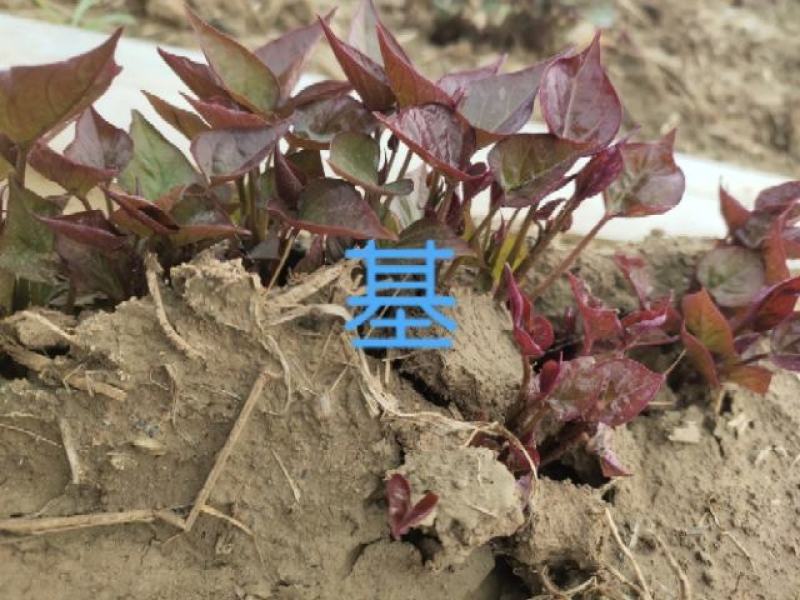 开封市尉氏县惠禾润脱毒红薯苗规模式繁育基地西瓜红薯苗