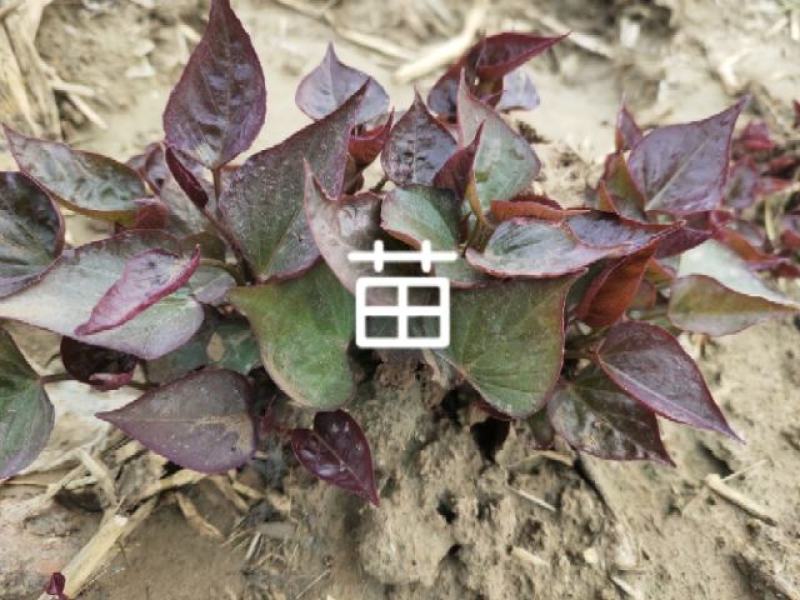 开封市尉氏县惠禾润脱毒红薯苗规模式繁育基地西瓜红薯苗