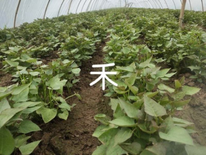 开封市尉氏县惠禾润脱毒红薯苗规模式繁育基地西瓜红薯苗