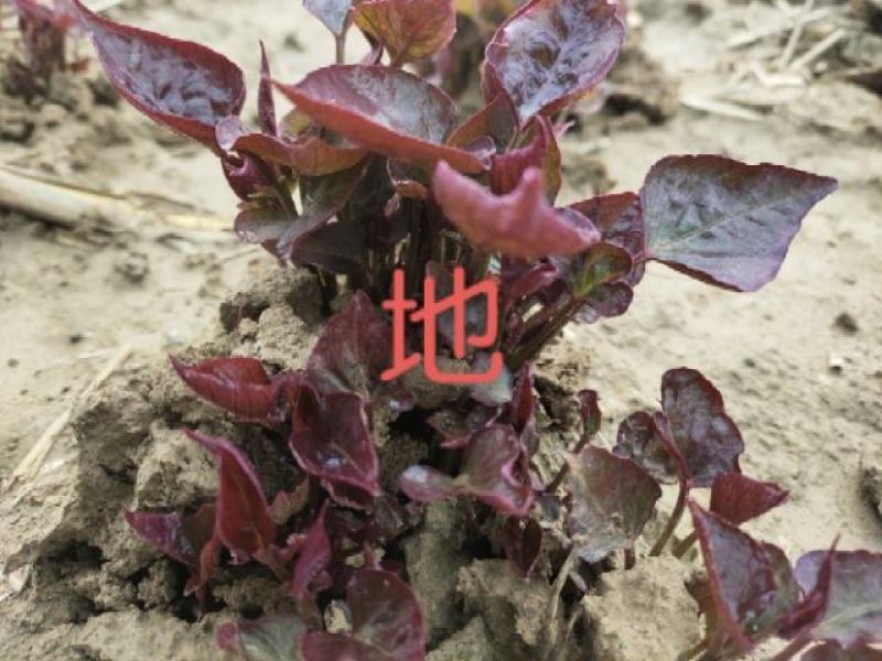 开封市尉氏县惠禾润脱毒红薯苗规模式繁育基地西瓜红薯苗