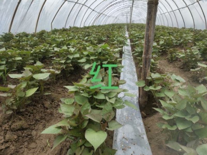 开封市尉氏县惠禾润脱毒红薯苗规模式繁育基地西瓜红薯苗