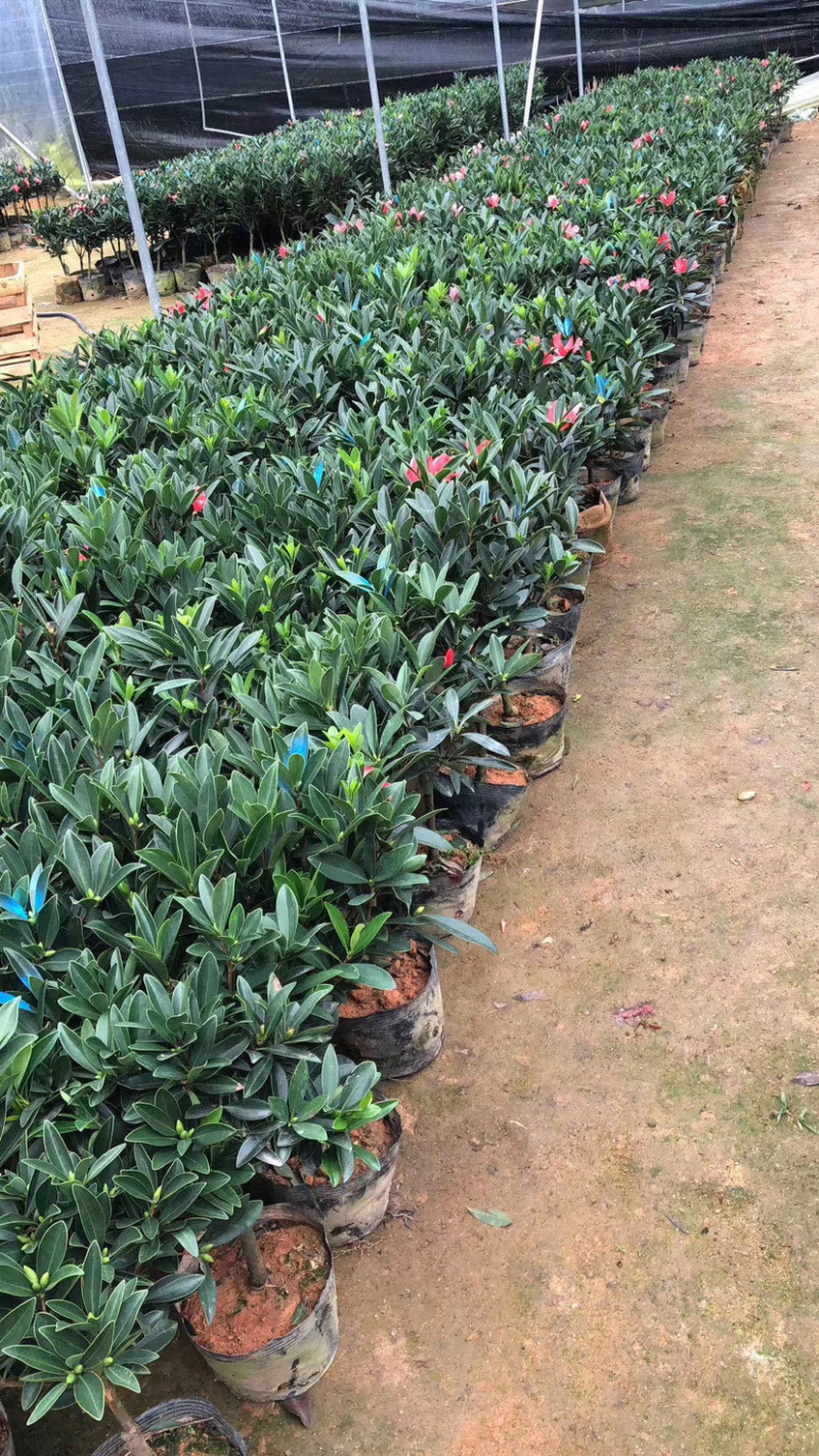 精品四季茶花又名四季杜鹃茶花诚信经营一件起批