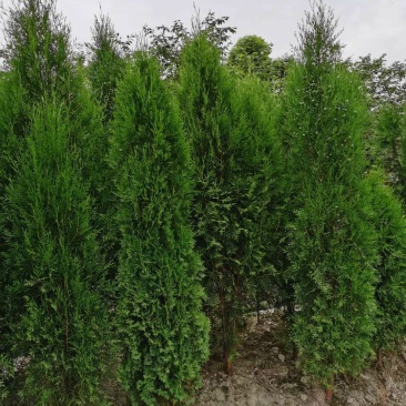 侧柏，1.8米高侧柏，行道树，高速路行道树