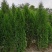 侧柏，1.8米高侧柏，行道树，高速路行道树